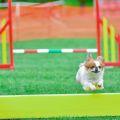 Dokra agility 7.