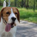 Dina