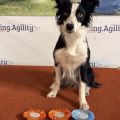 Bing Agility Kupa2