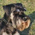 Anakin_profil